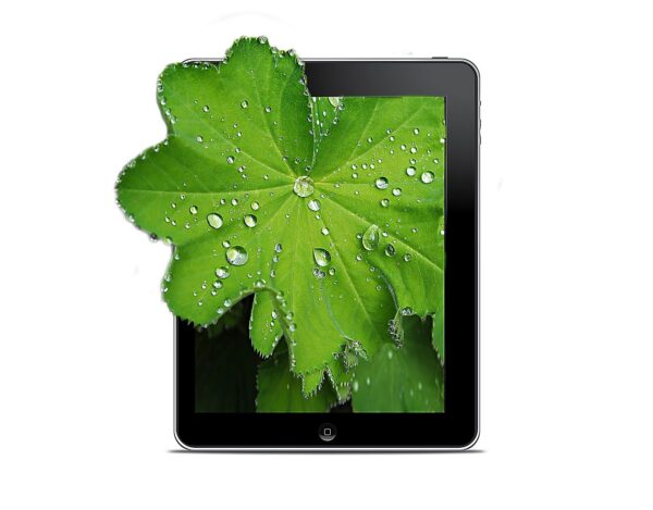 tray, flower, drops-1034937.jpg